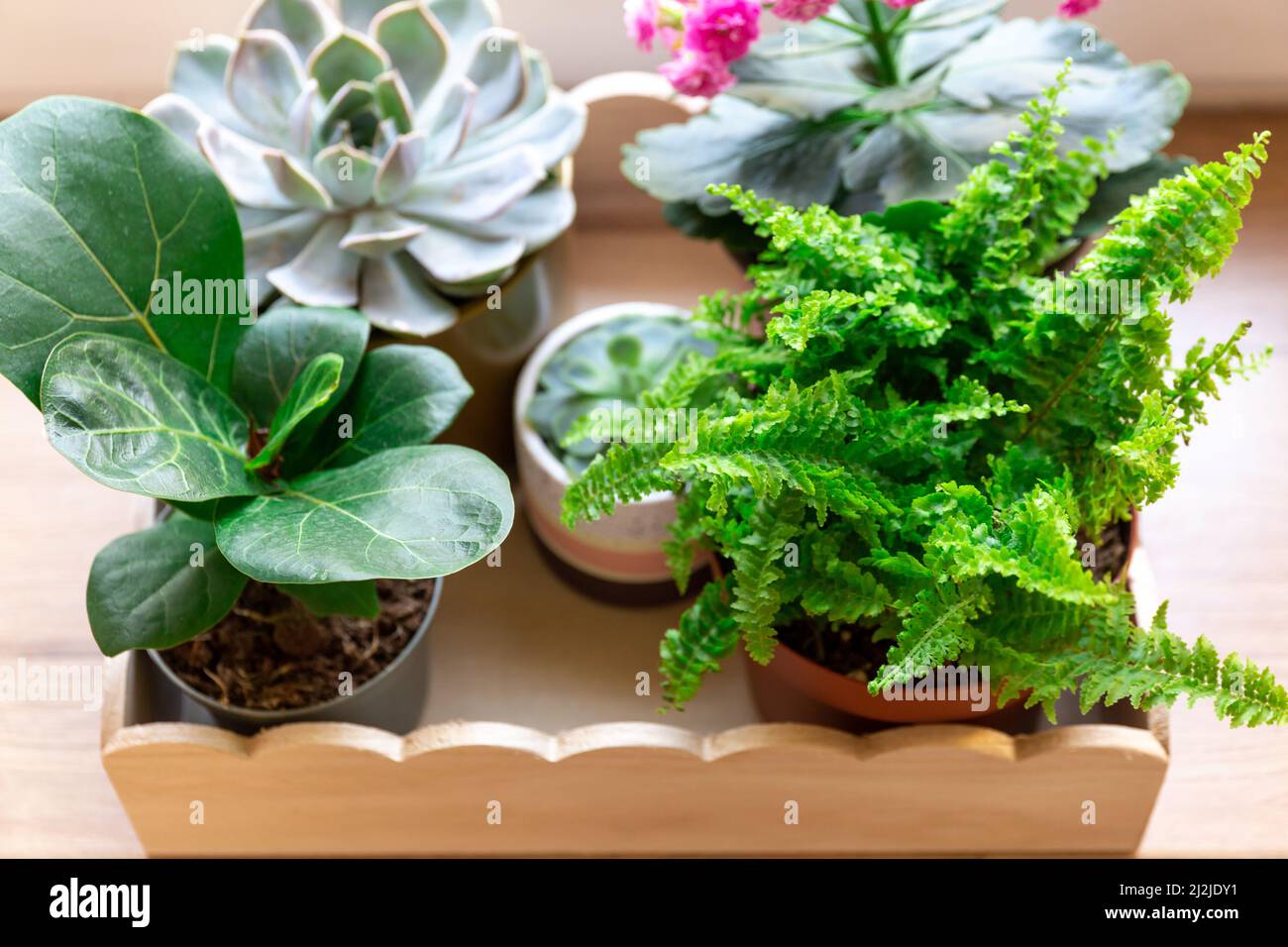 Home Topfpflanzen auf dem Holztablett auf der Fensterbank. Sukulente, Nephrolepis, kalanchoe, Ficus lyrate in kleinen Töpfen. Home Gartenarbeit, innen Stockfoto