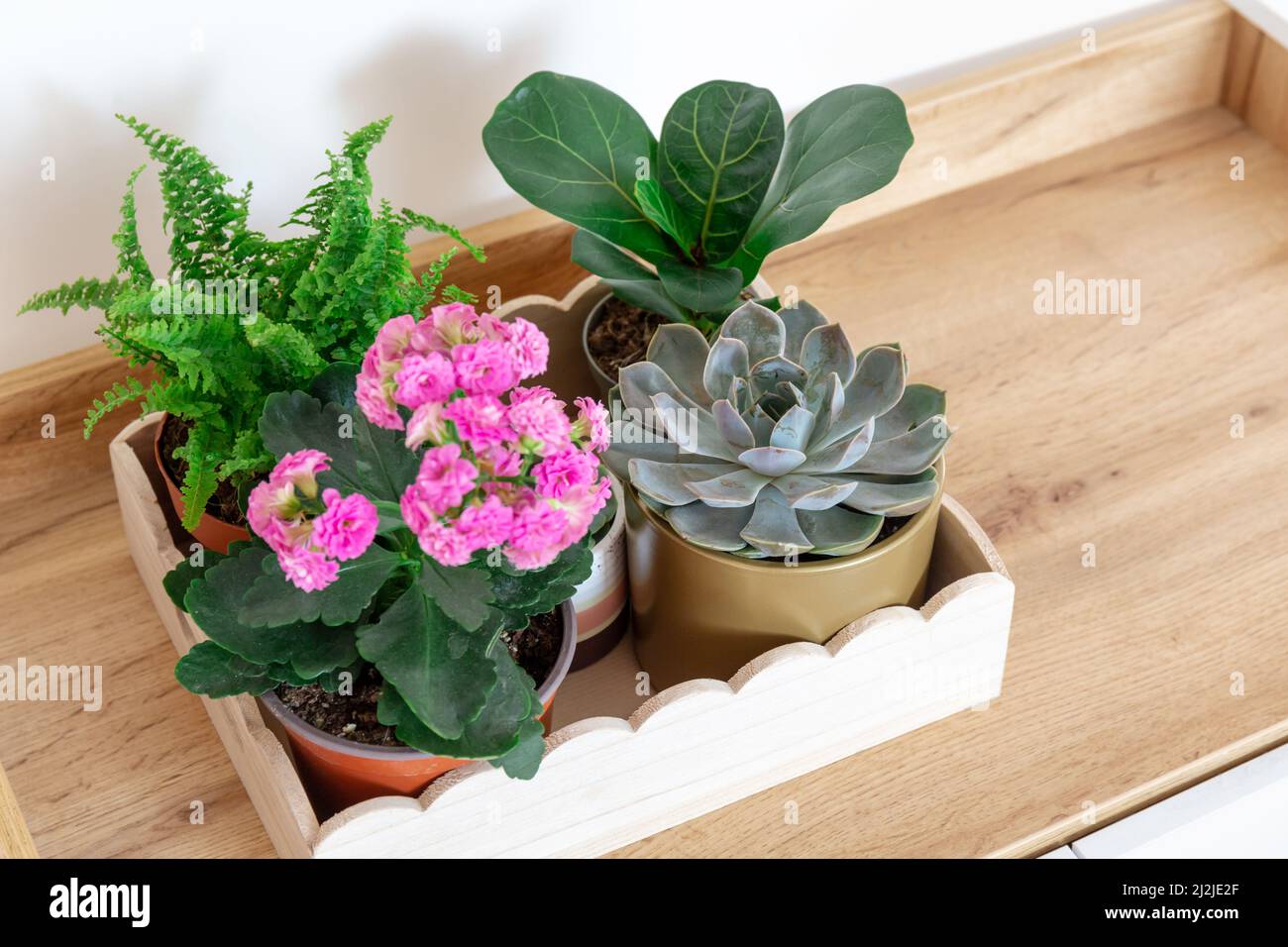 Topfpflanzen auf dem Holztablett im Regal. Sukulente, Nephrolepis, kalanchoe, Ficus lyrate in kleinen Töpfen. Home Gartenarbeit, Inneneinrichtung Stockfoto