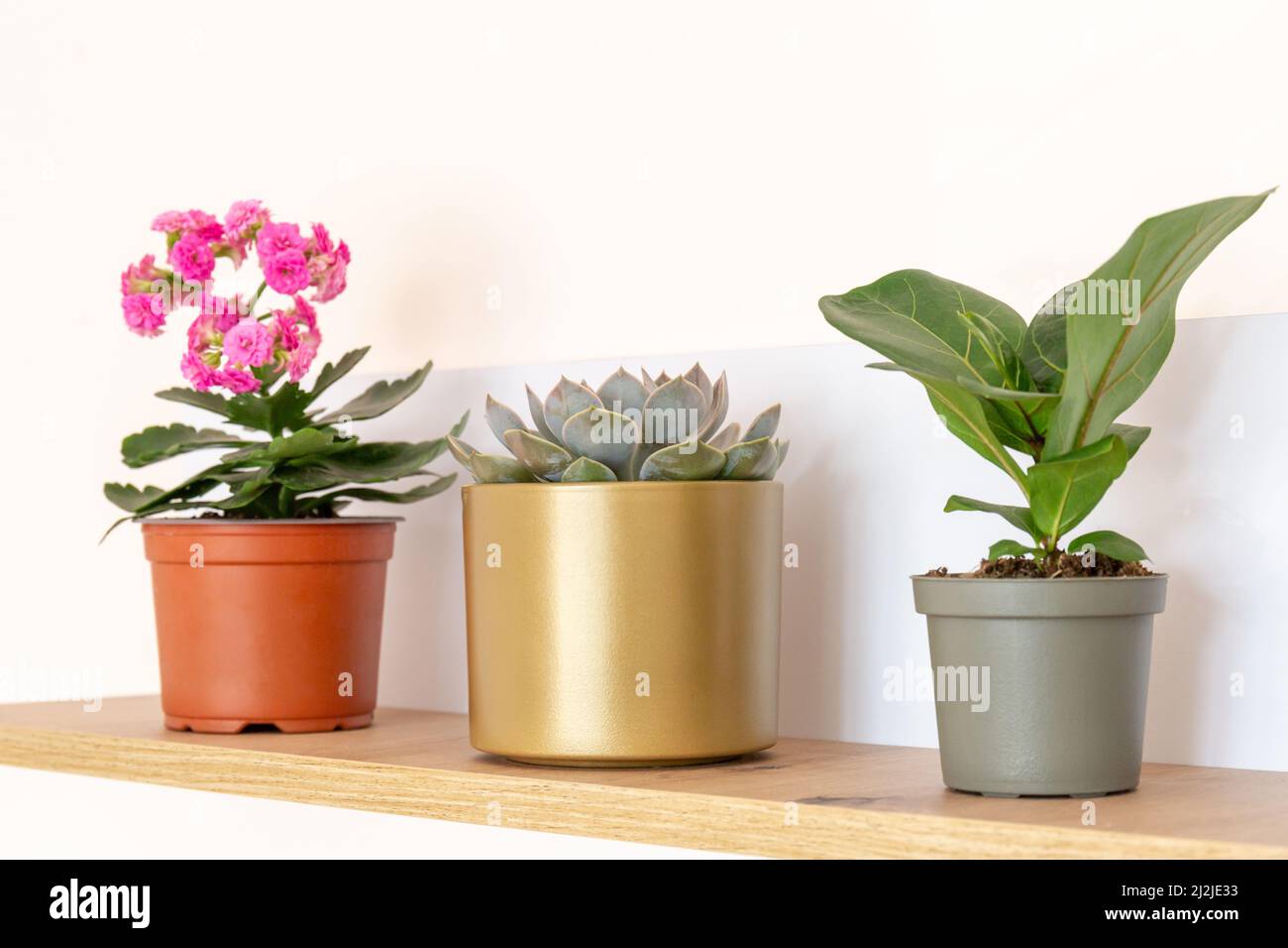 Topfpflanzen auf dem Regal zu Hause. Sukulente, Nephrolepis, kalanchoe, Ficus lyrate in kleinen Töpfen. Home Gartenarbeit, Inneneinrichtung Stockfoto