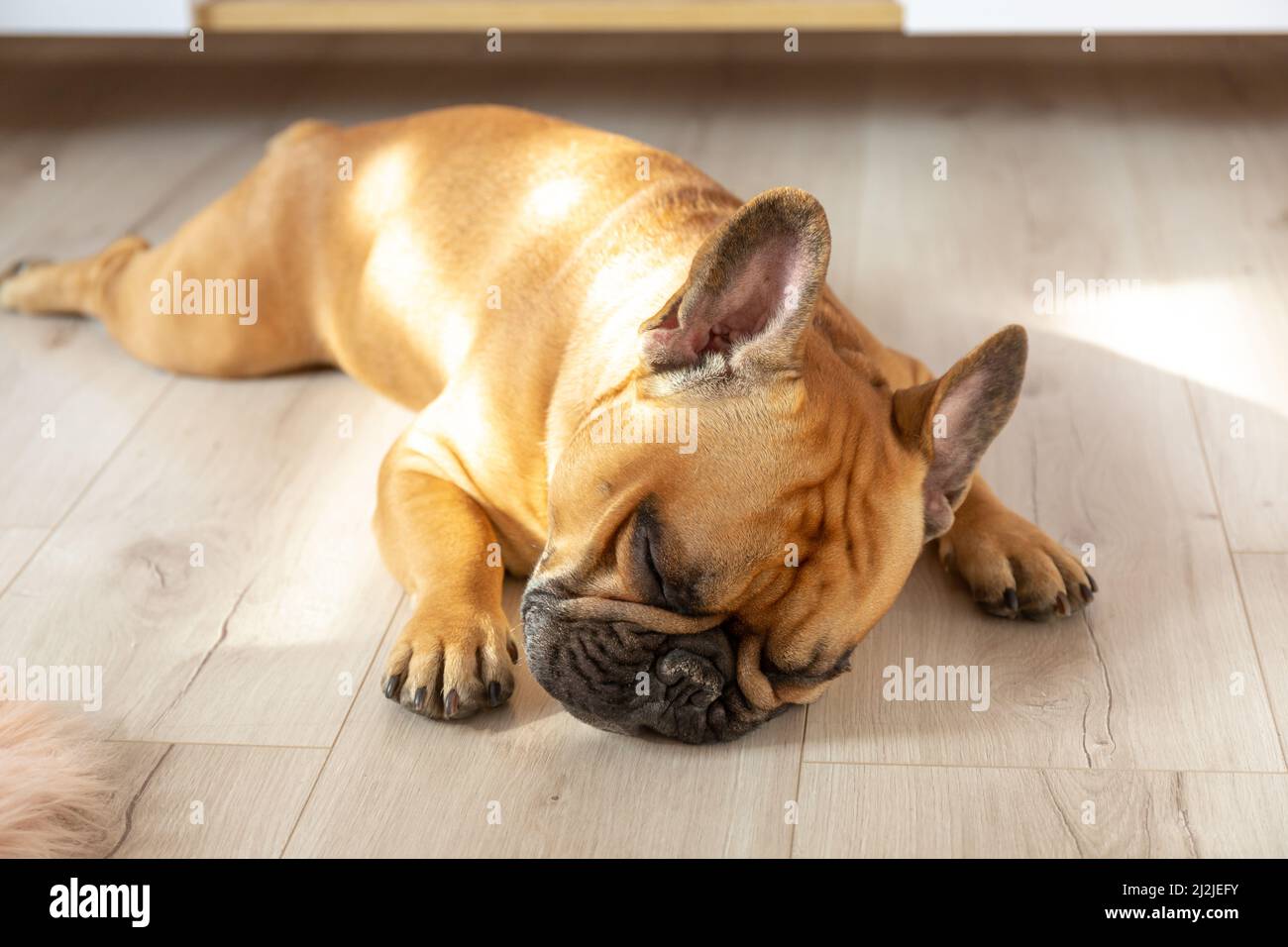 Französischer Bulldogge-Welpe, der an sonnigen Tagen zu Hause auf dem Boden schläft Stockfoto