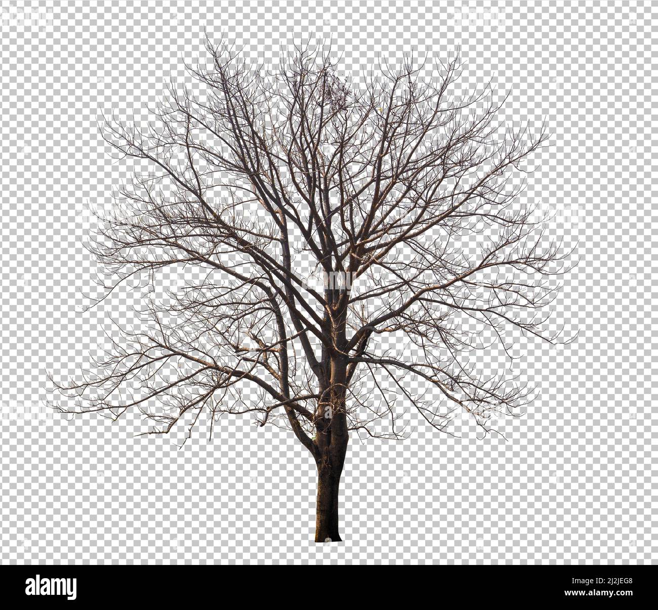 Baum ohne Blatt auf transparentem Hintergrundbild mit Ausschnitten, blattlosem Baum oder Todesbaum, der aus dem Originalhintergrund herausgeschnitten und für die einfache Auswahl ausgewählt wurde Stockfoto