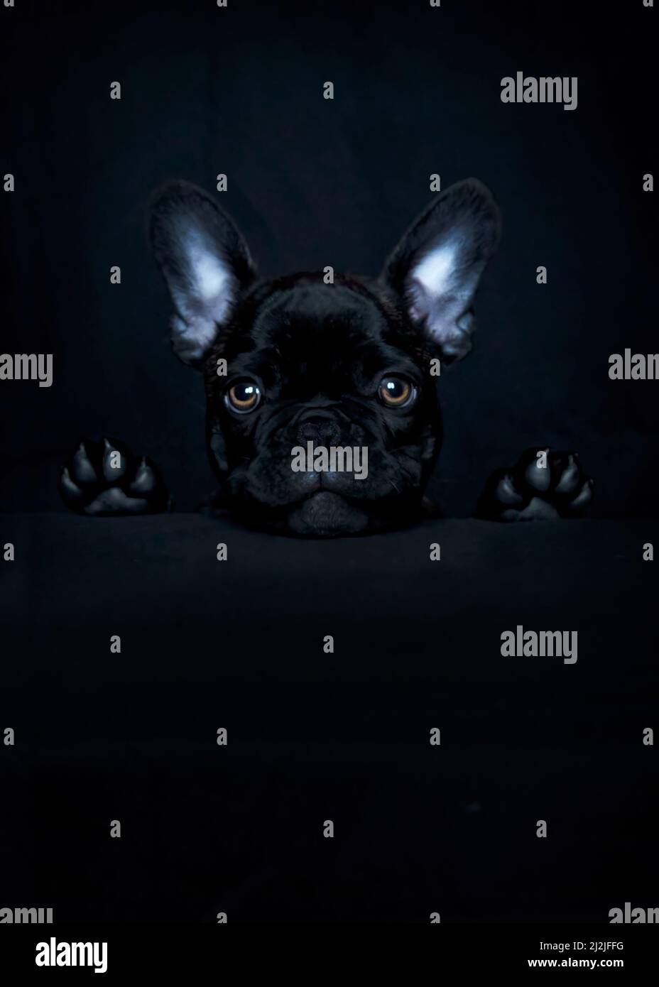 Junge französische Bulldogge Welpen zeigen Kopf und Pfoten über Banner isoliert auf einem schwarzen Hintergrund Blick in den Kamrea Copyspace oben und unten Zimmer f Stockfoto