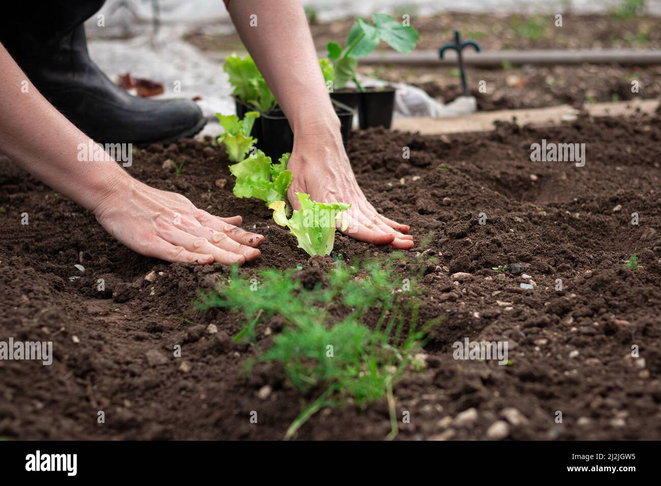 Kaukasische weibliche Hände verpflanzen Salatsämlinge in dunklen fruchtbaren Boden, durch Lockerung vorbereitet, Nahaufnahme. Stockfoto