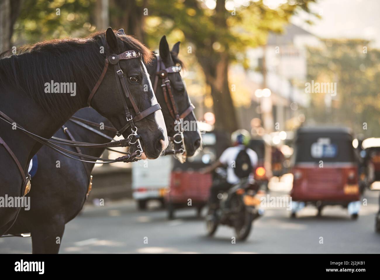 Pferde der Polizei patrouillieren während der Verkehrskontrolle im belebten Stadtzentrum. Kandy in Sri Lanka. Stockfoto