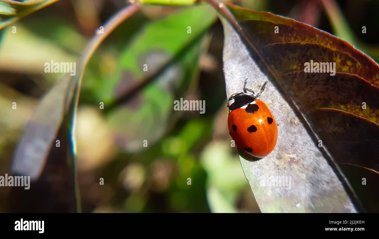 Erstaunliche Dame Vogel ruht auf Blatt Stockfoto