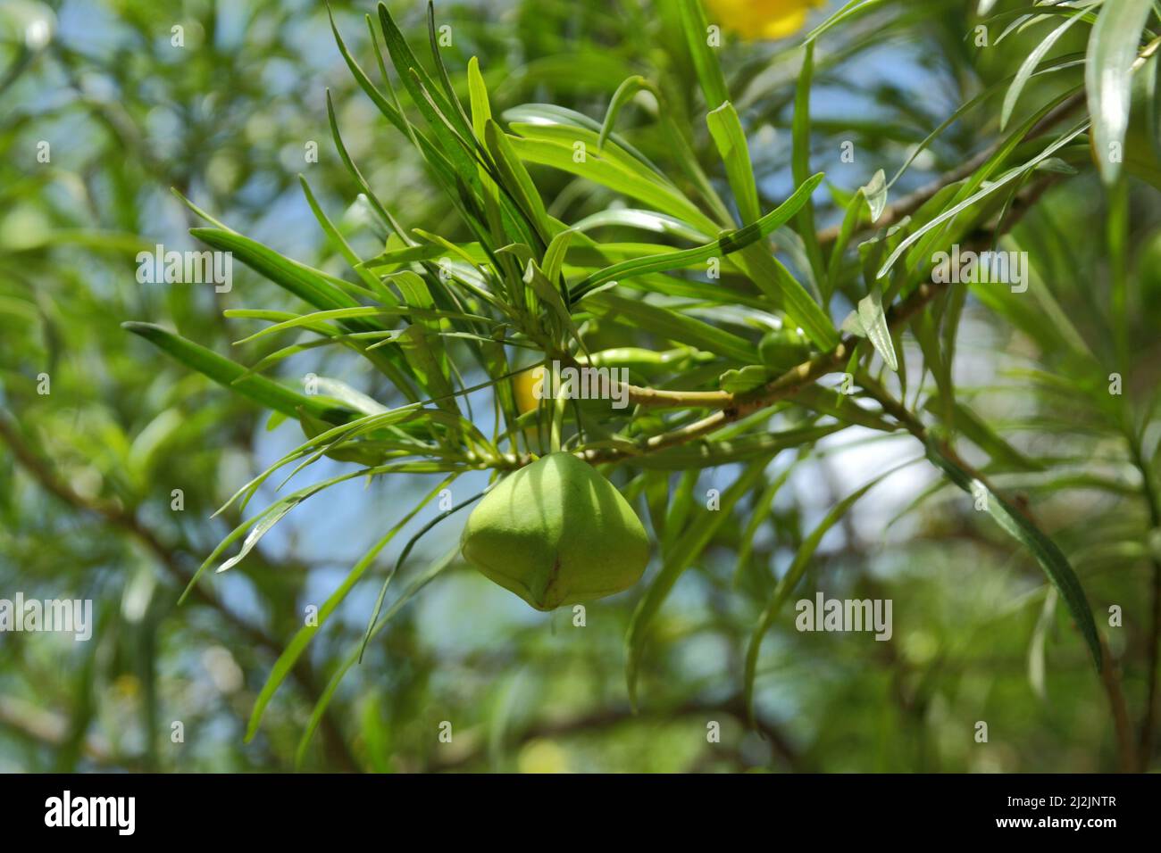 Gelber Oleander (Thevetia peruviana), Tansania Stockfoto