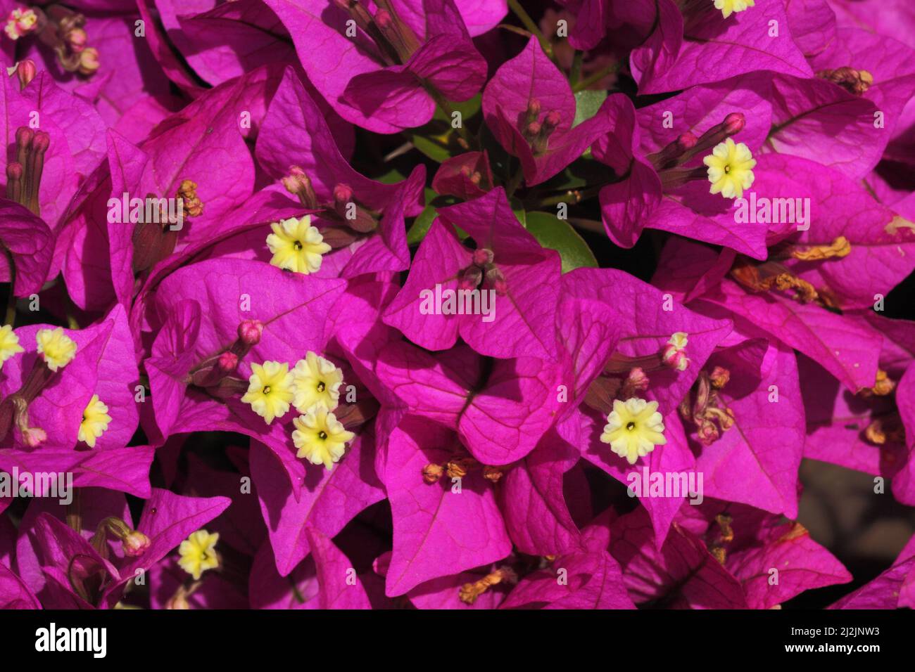 Blüten einer Bougainvillea (Bougainvillea glabra), Tansania Stockfoto