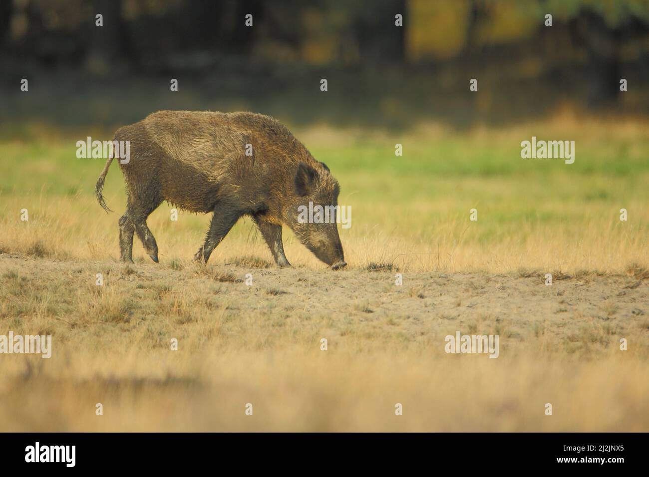 Wildschwein (Sus scrofa) in der Hoge Veluwe, Niederlande Stockfoto