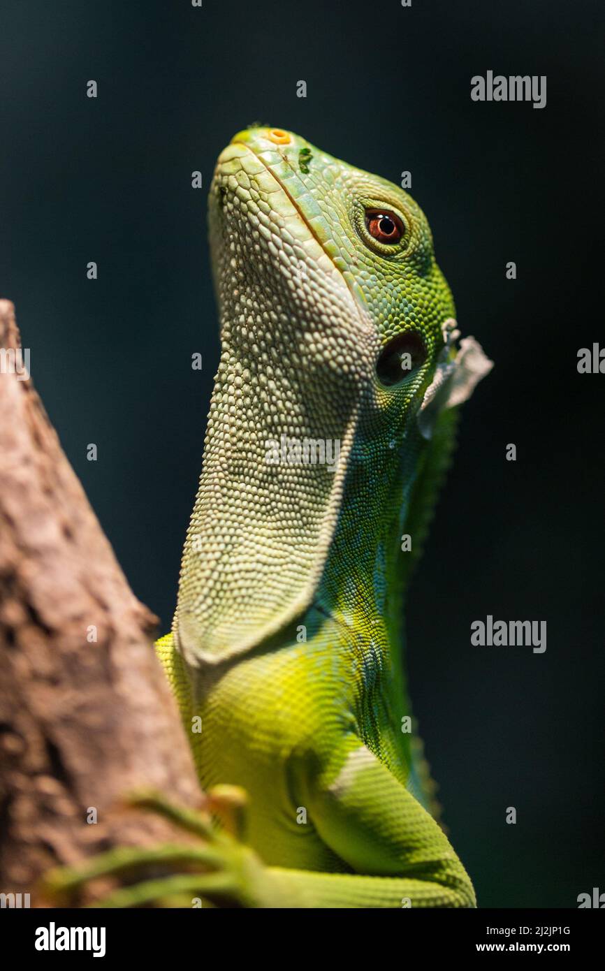 Detailreiches Porträt von grünem Fidschi gebändertem Leguan (Brachylophus fasciatus) auf Baum Stockfoto