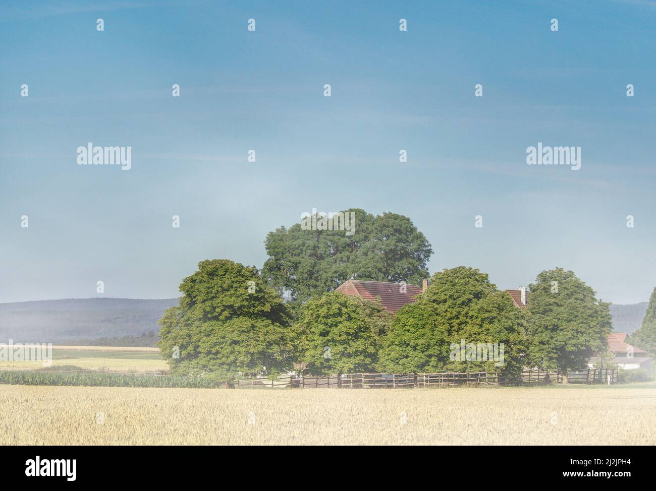 An einem Sommermorgen auf dem Land steigt leichter Dunst von den Getreidefeldern auf und bedeckt den Hof in seinem Schleier. Stockfoto