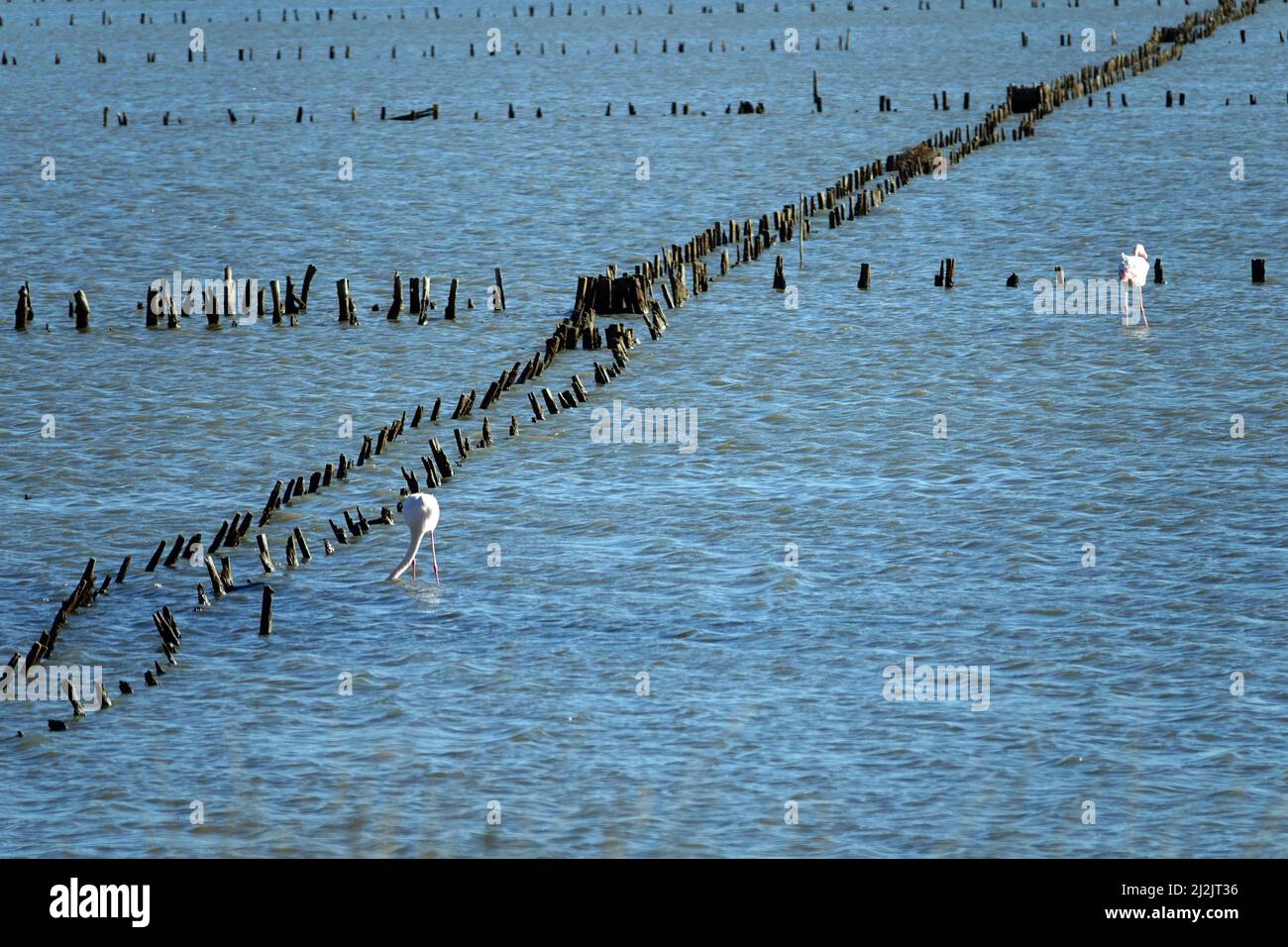 Hyeres f83 Stockfoto