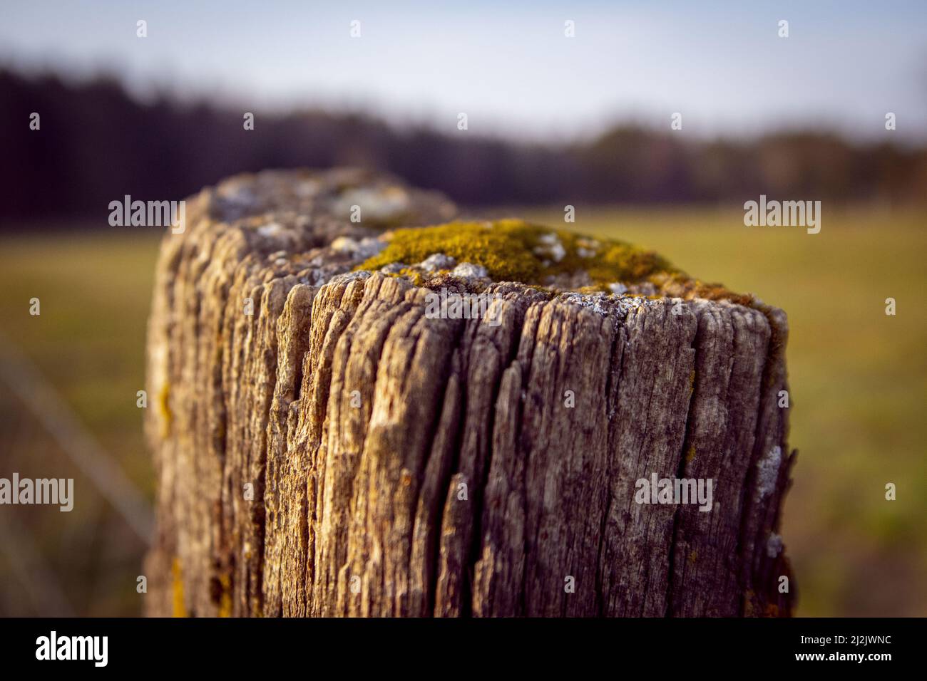Eine Nahaufnahme eines mit Moos bedeckten Holzstückes Stockfoto