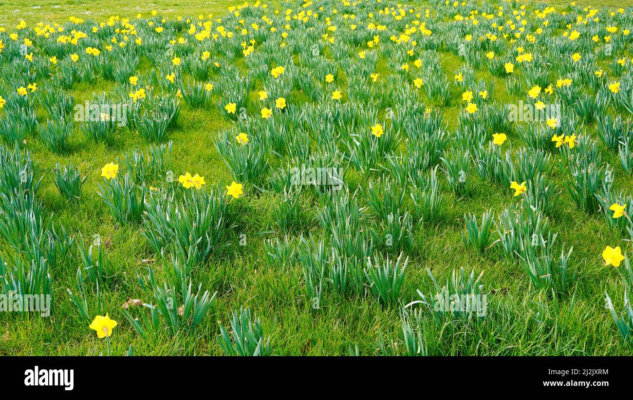 Grüne Frühlingswiese mit gelben Narzissen. Stockfoto