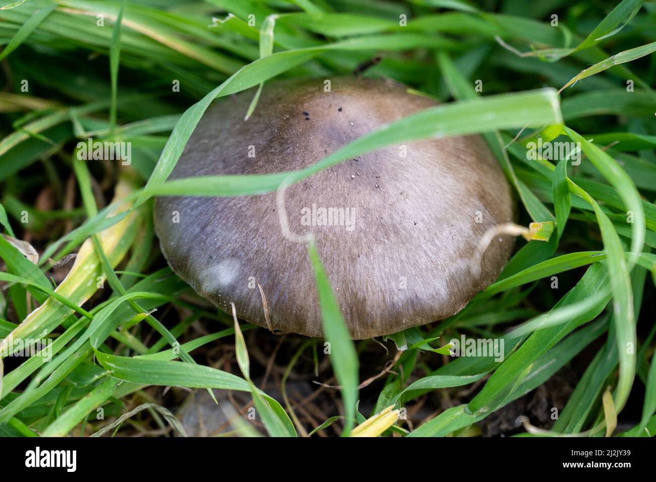 Ein einbunter Steinpilz im hohen Gras im Wald. Pilzsammlungssaison. Nahaufnahme. Stockfoto