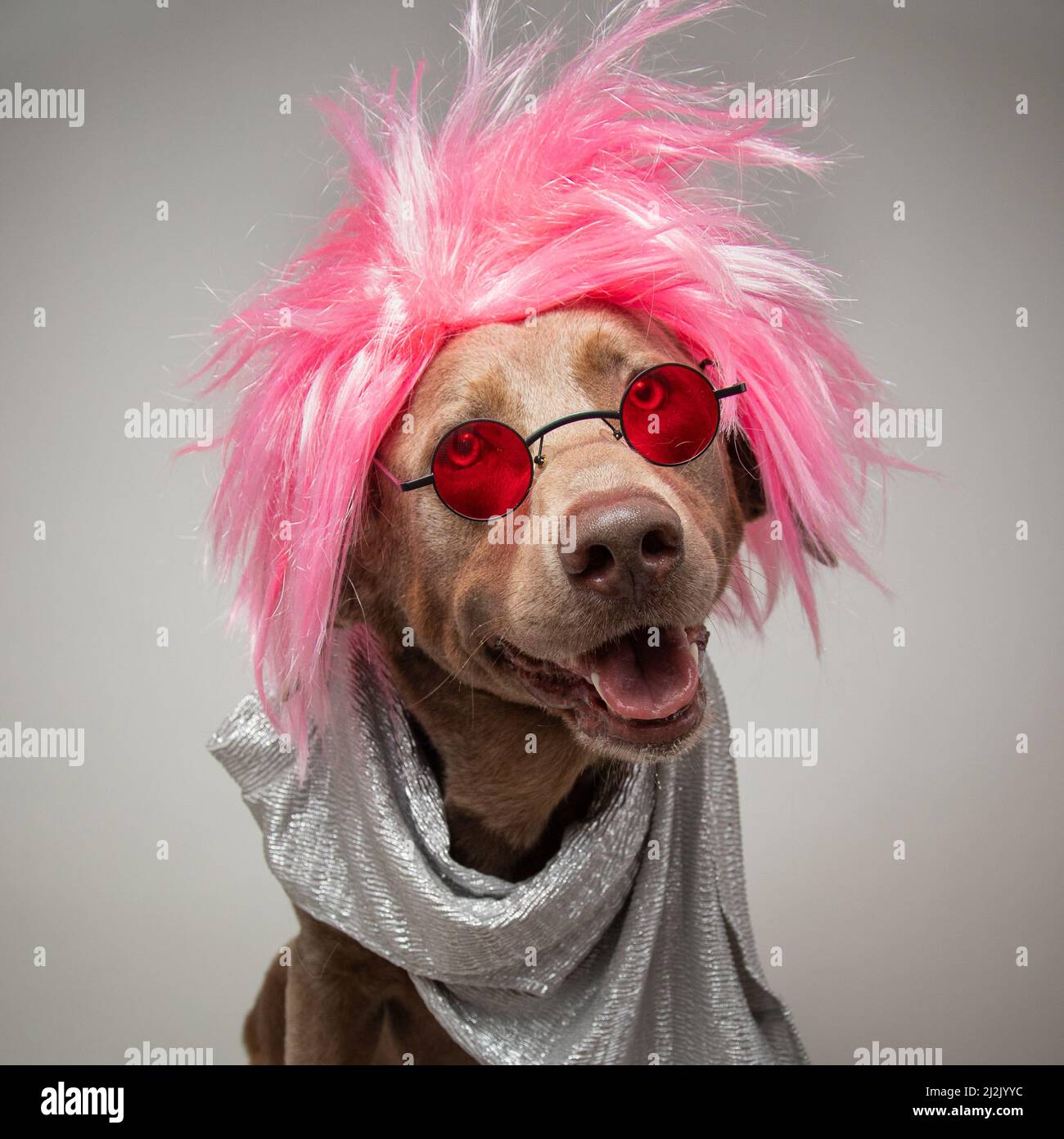 Porträt eines silbernen Labradors, gekleidet als Rockstar in einer rosa Perücke, Schal und Brille Stockfoto