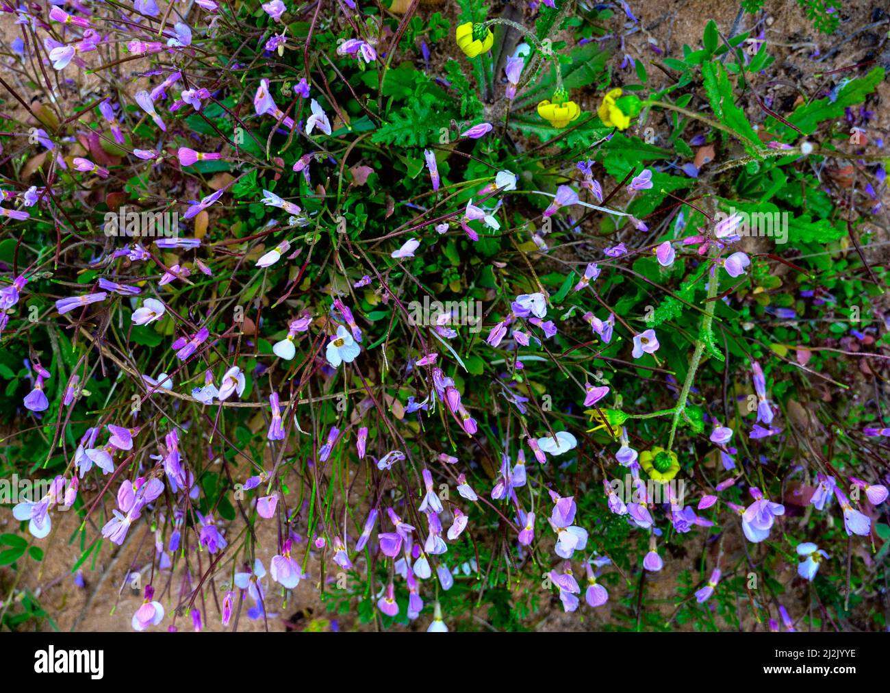 Violette und weiße Blume des kleinen Basilikums Acinos arvensis. Das Hotel liegt in einem Pinienwald in der Soria Berg. Draufsicht. Stockfoto