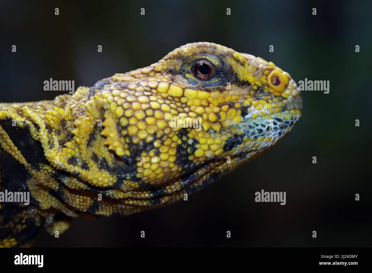 Nahaufnahme eines Stachelschwanzechtenkopfes (Uromastyx geyri), Indonesien Stockfoto