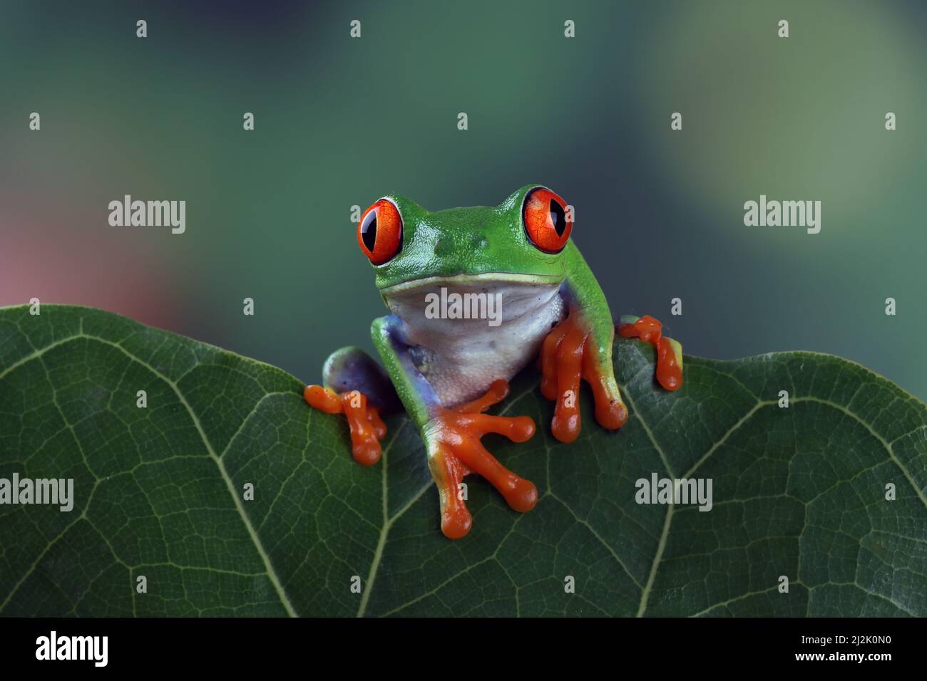 Porträt eines rotäugigen Baumfrosches (Agalychnis callidrya) auf einem Blatt, Indonesien Stockfoto