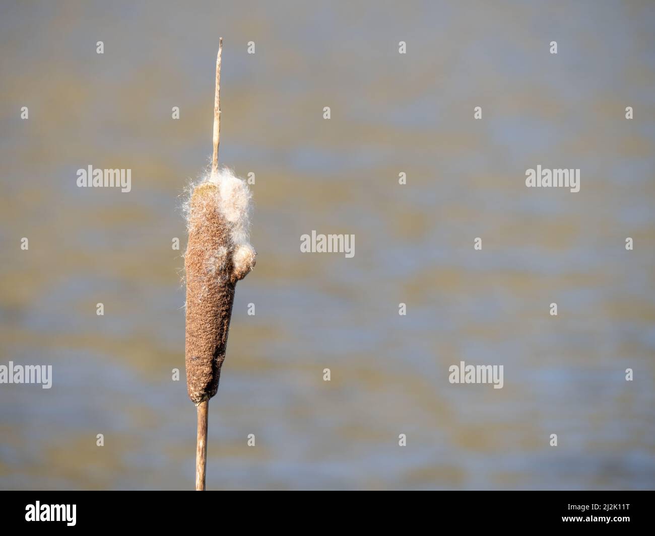 Bullrush mit Samen vor unfokussiertem Hintergrund. Stockfoto