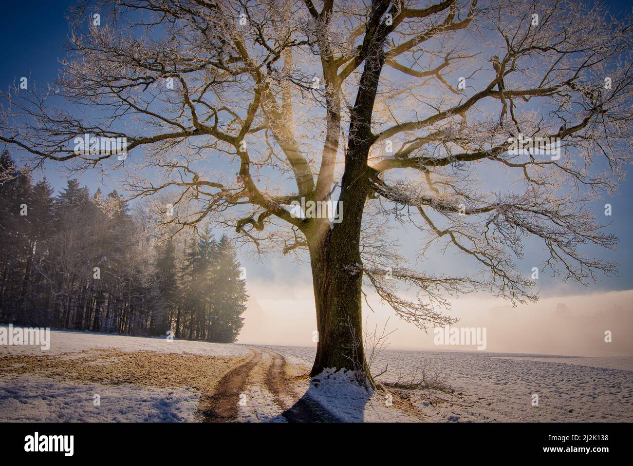 Straße durch einen frostbedeckten Baum in Sonnenlicht, Hirzel, Horgen, Zürich, Schweiz Stockfoto