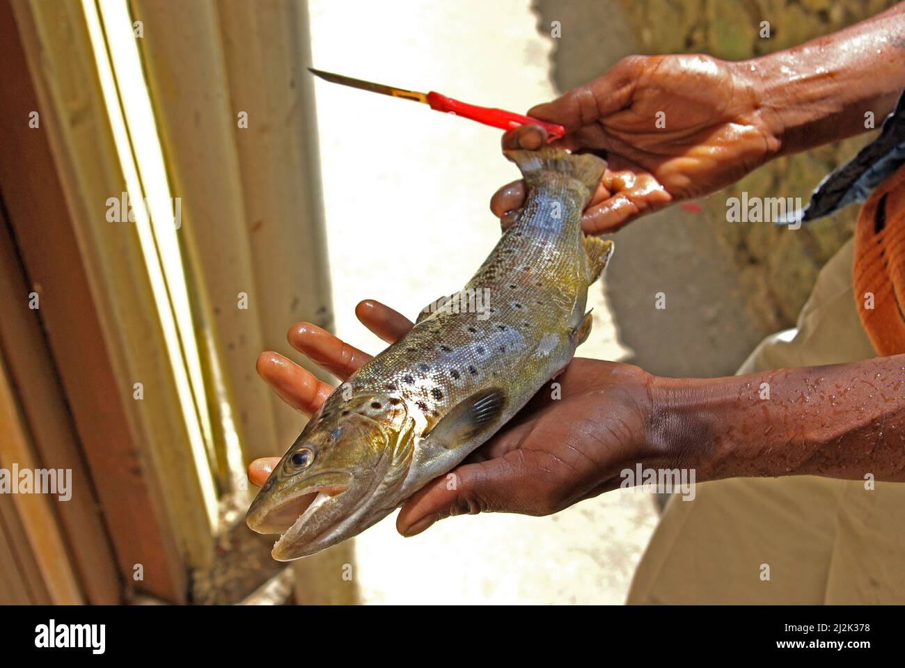 Mann mit frisch gefangener Forelle, Himalaya, Himachal Pradesh, Indien Stockfoto