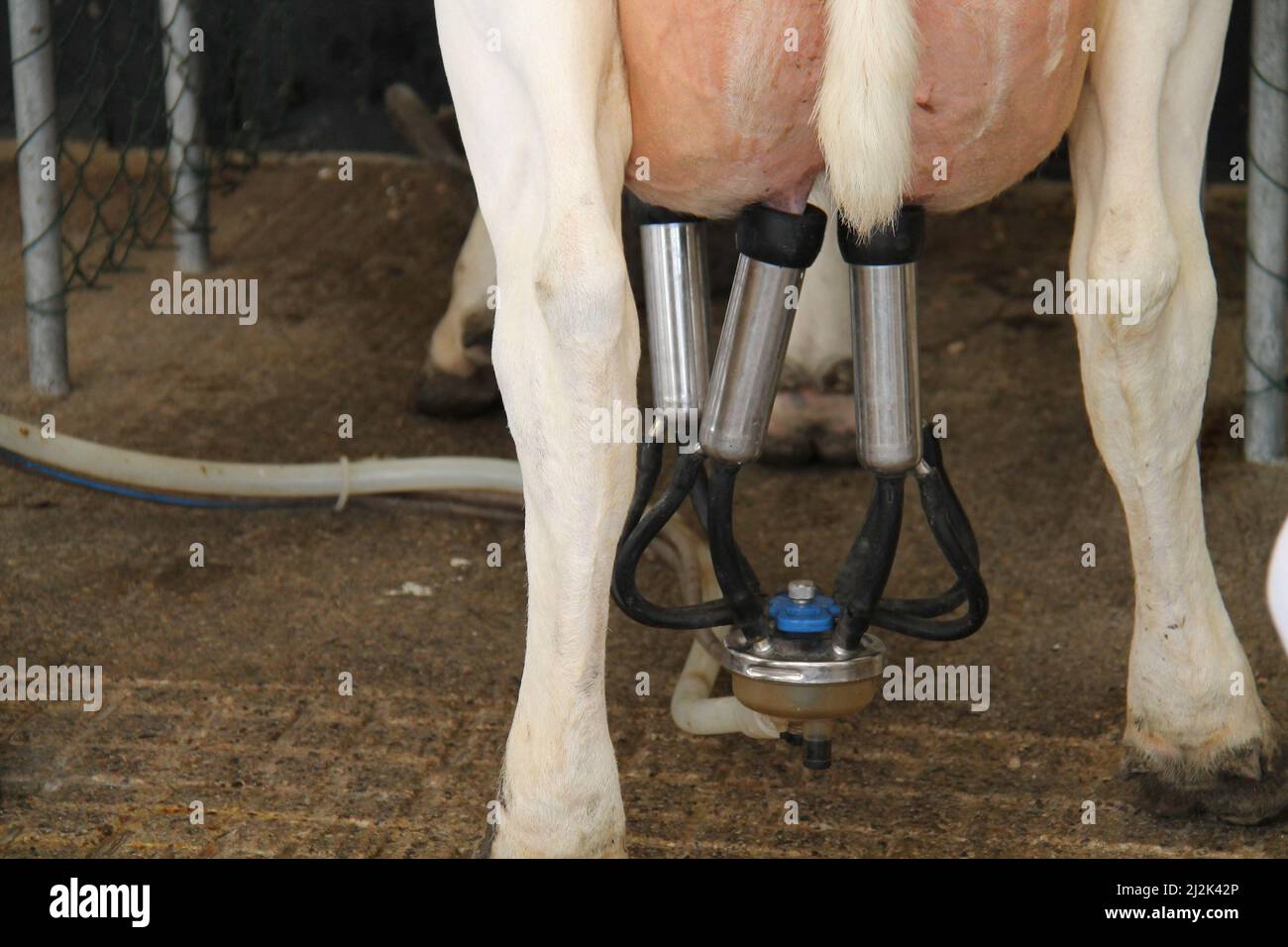 Der Haufen einer Melkmaschine auf einem Milchkuheuder. Stockfoto