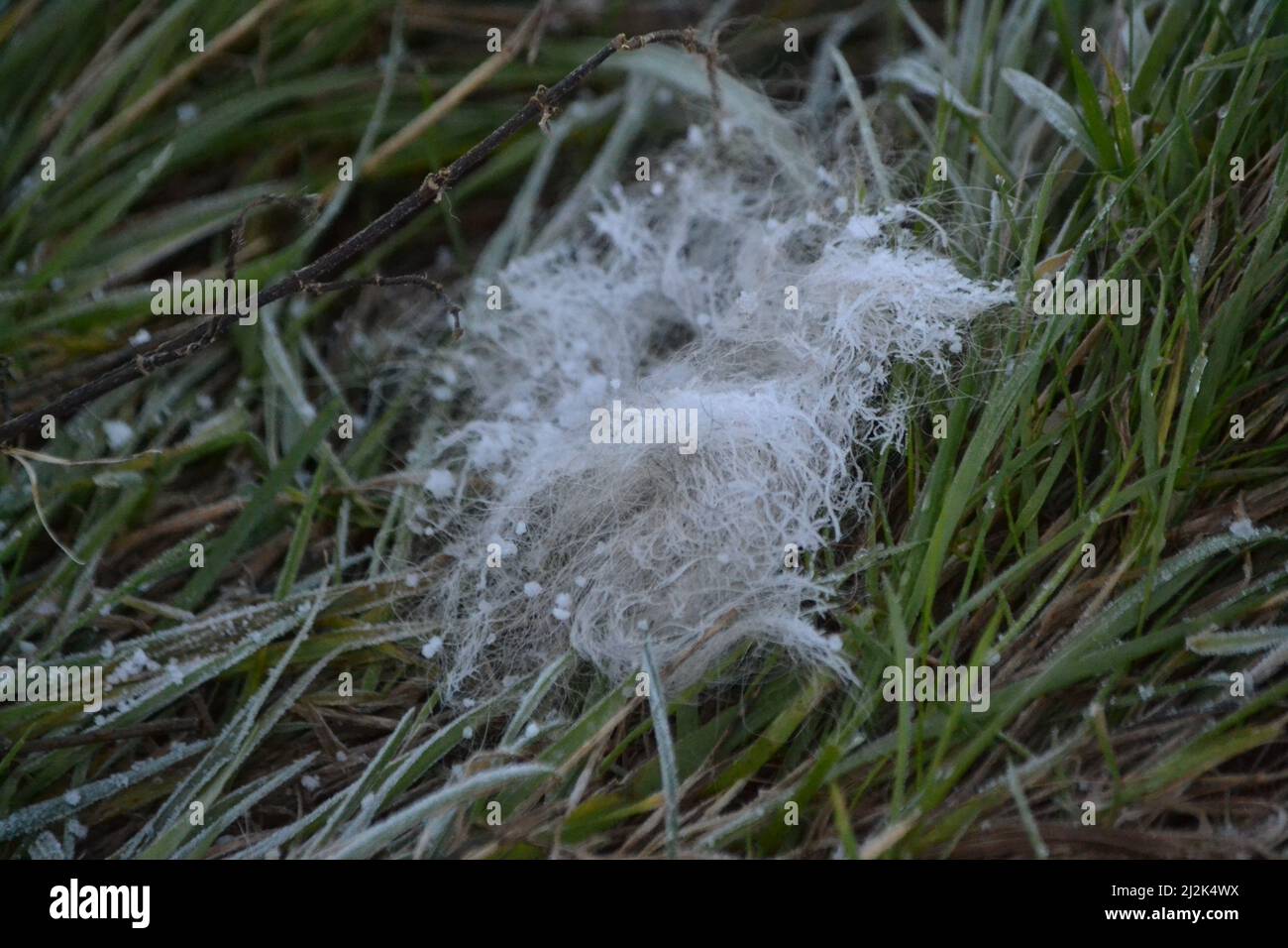 Winterfrost auf Tierhaare - Tierpelz - Frost auf grünem Gras - Frosty Winters Day - Tierhunde Haare - Natur - Sussex - UK Stockfoto