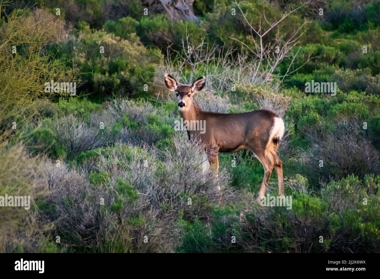 Deer at Cave Creek, Arizona, USA Stockfoto