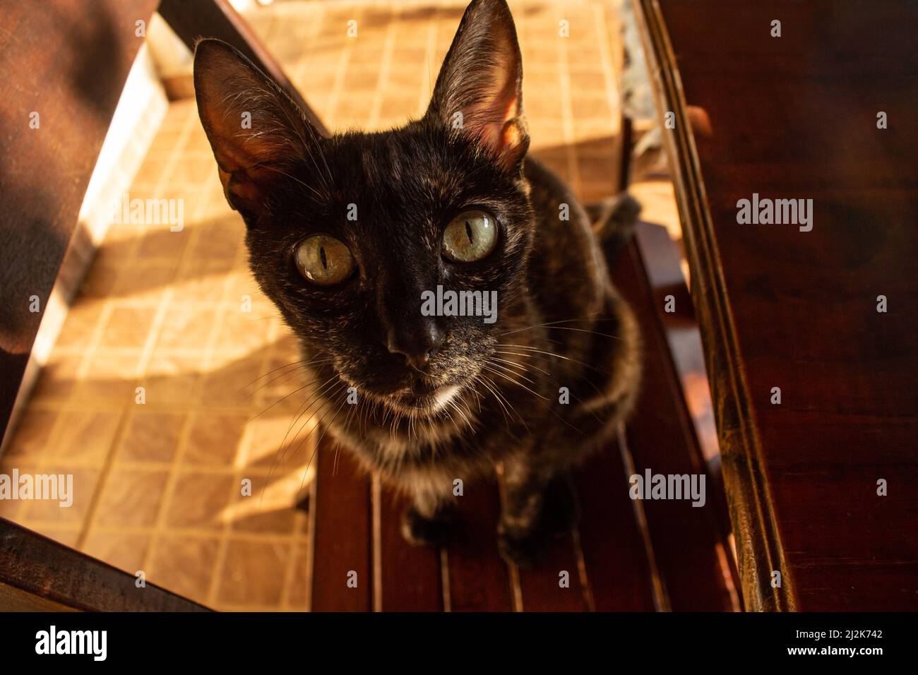 Goiânia, Goias, Brasilien – 02. April 2022: Eine carey Katze sitzt auf einem Holzstuhl, von oben nach unten fotografiert. Stockfoto