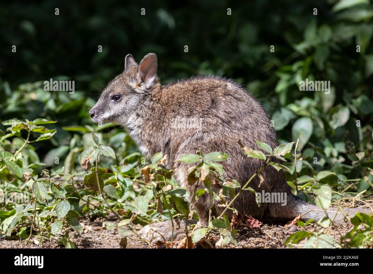 Parma-Wallaby (Macropus parma) im Busch Stockfoto