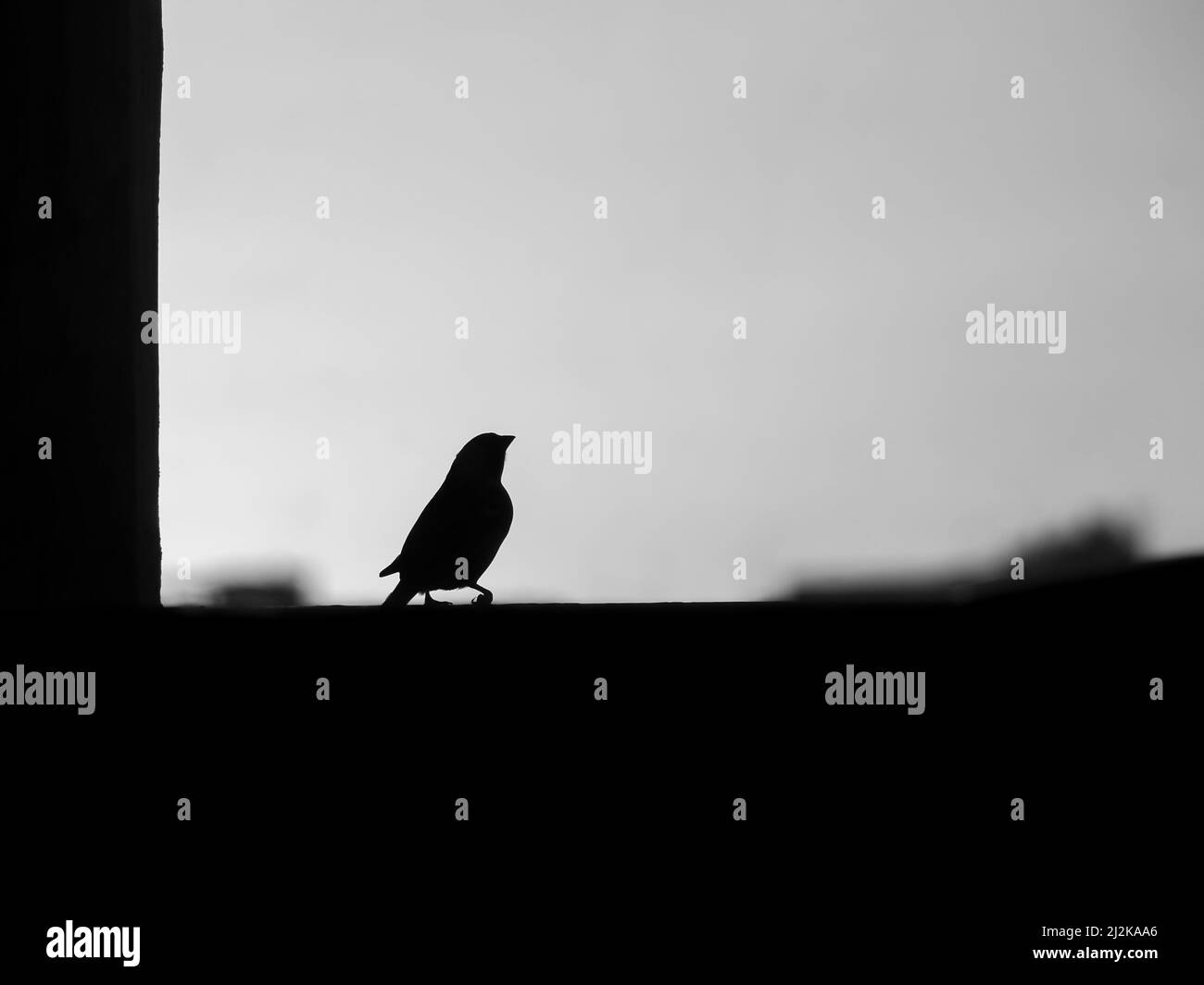 Ein einziger Vogel, der in Schwarz und Weiß singt Stockfoto