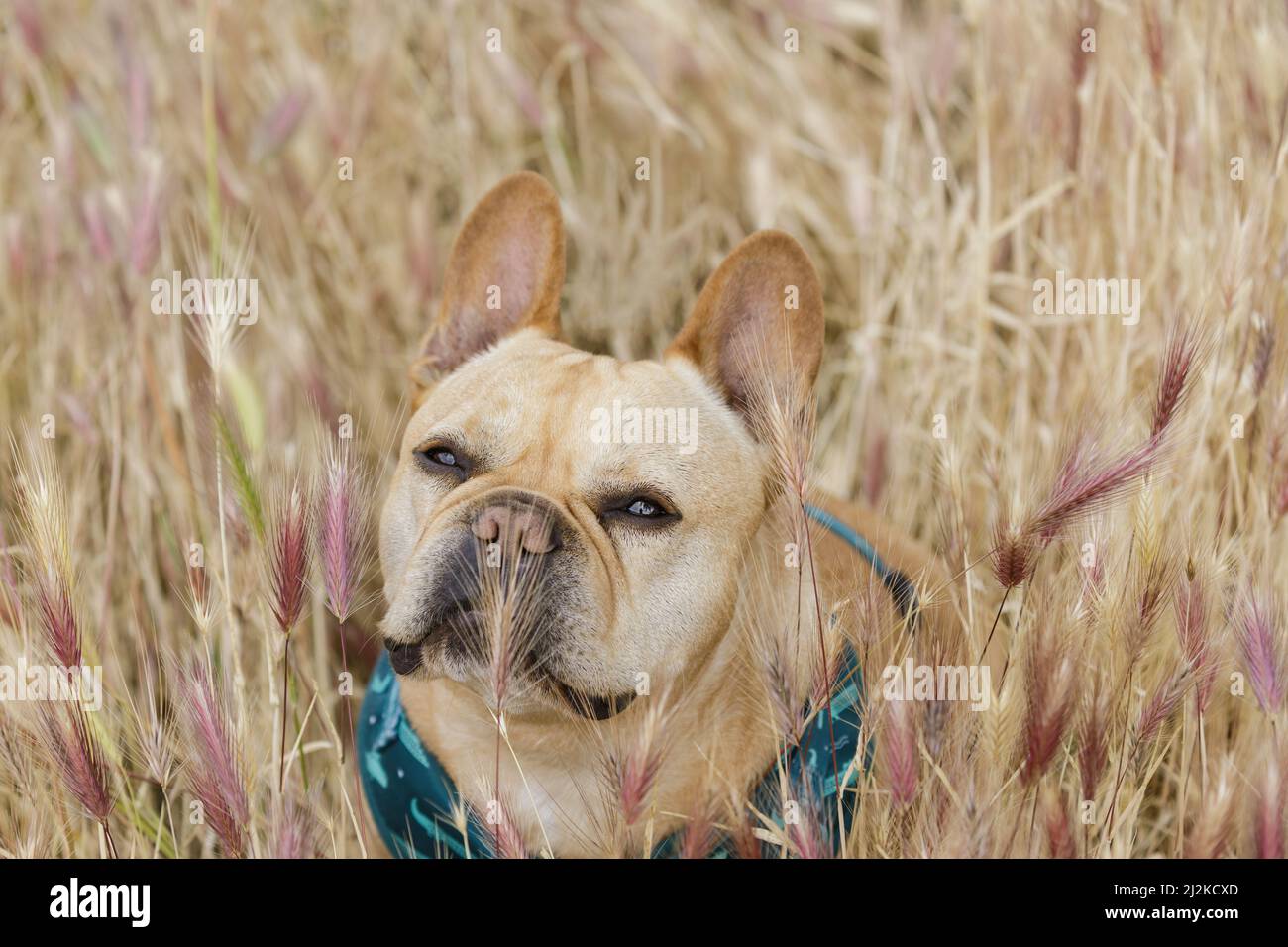 Fuchsschwanzpflanzen können für Hunde riskant sein. Französische Bulldogge im Foxtail Field in Nordkalifornien. Stockfoto