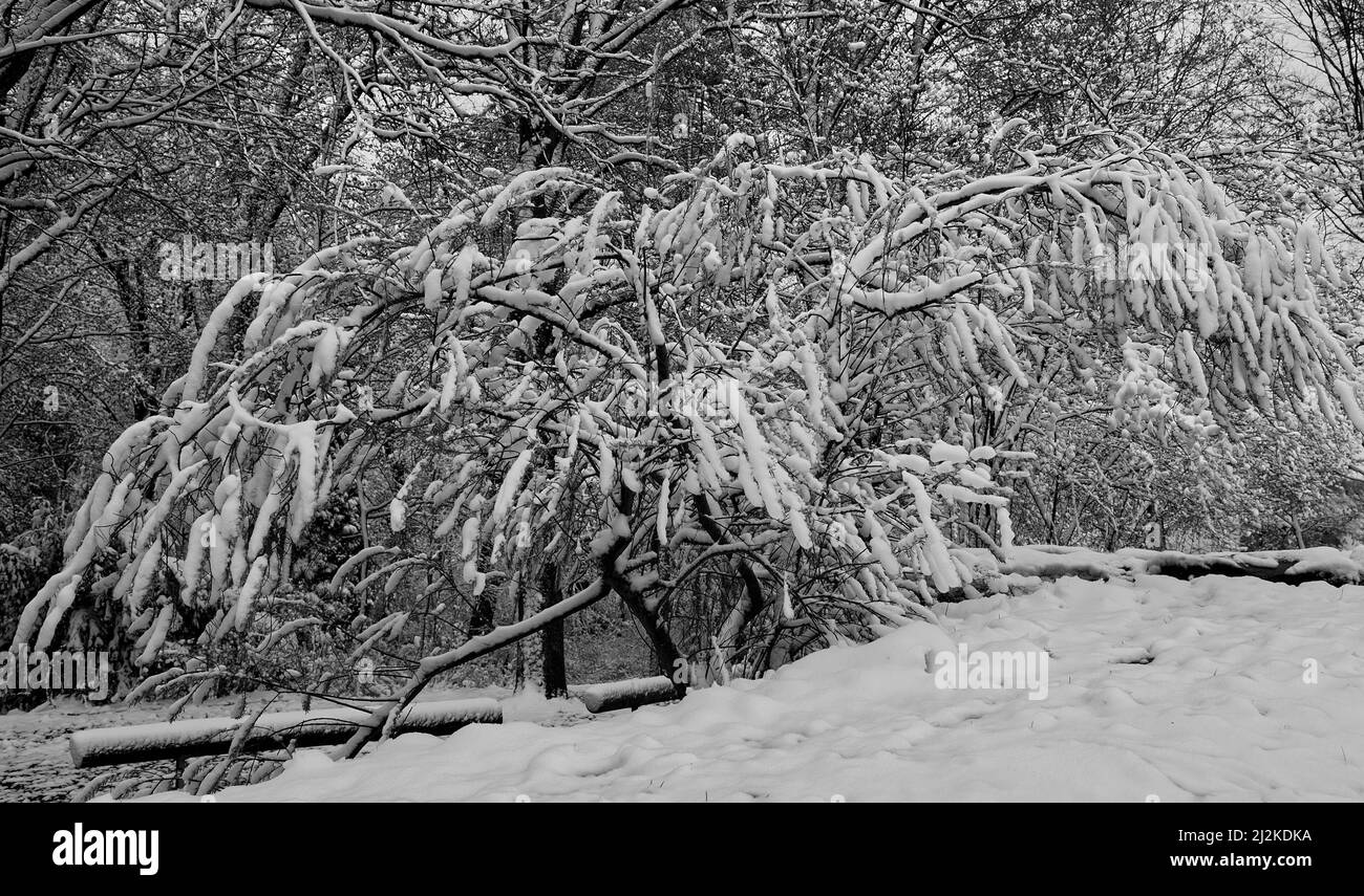 Monochromatisches Bild eines breiten Busches, der im April voll mit Schnee bedeckt war Stockfoto