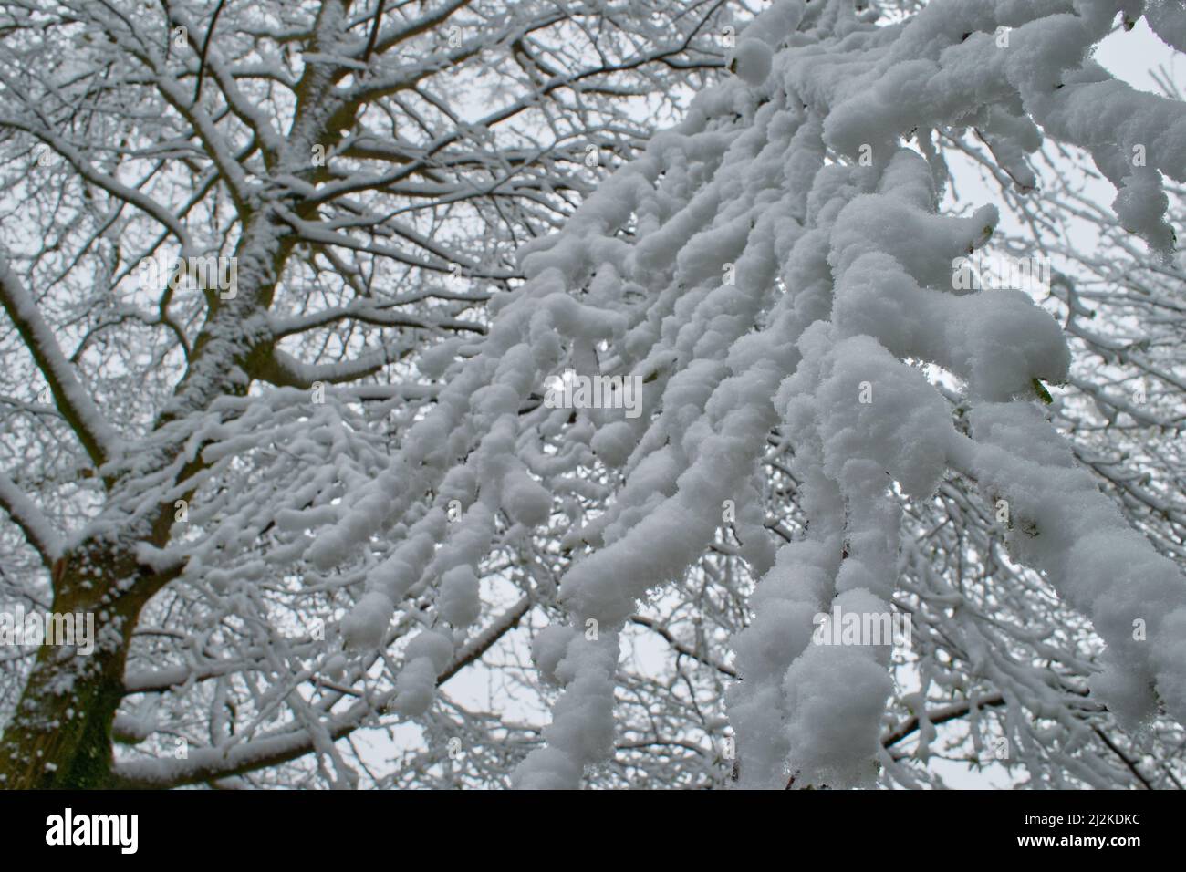 Großer Ast eines Baumes, fächerförmig und voll mit Schnee bedeckt Stockfoto