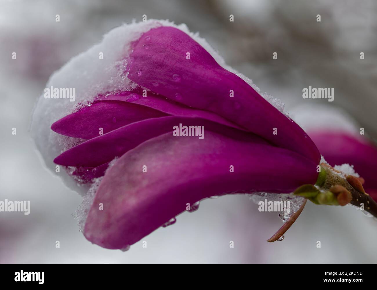 Nahaufnahme einer Magnolienblüte im April mit Schnee bedeckt Stockfoto