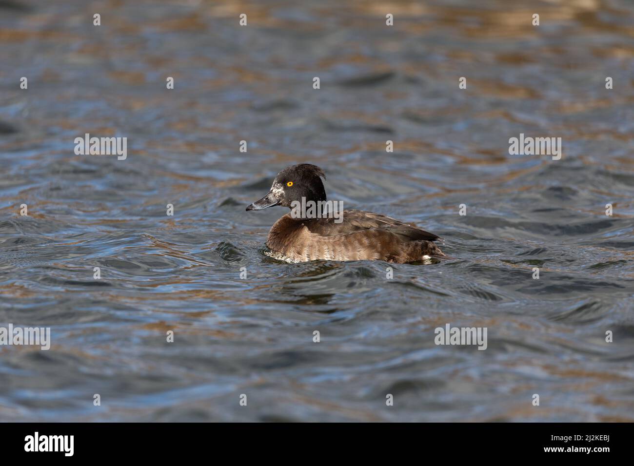 Schwimmende weibliche Tuftente (Aythya fuligula) an einem See. Stockfoto