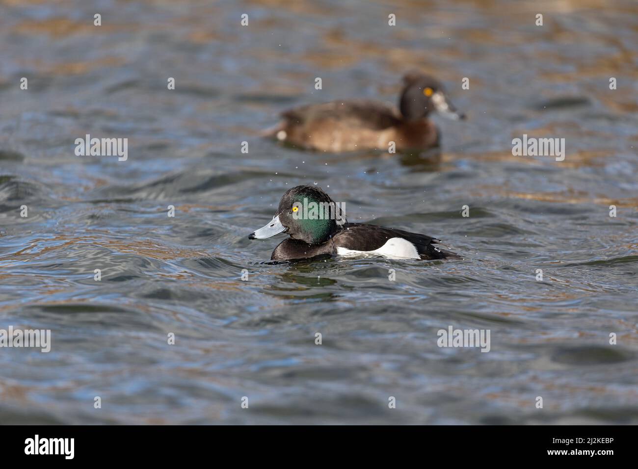 Schwimmende Erwachsene männliche Tufted Duck (Aythya fuligula) und ein Weibchen im Hintergrund an einem See. Stockfoto