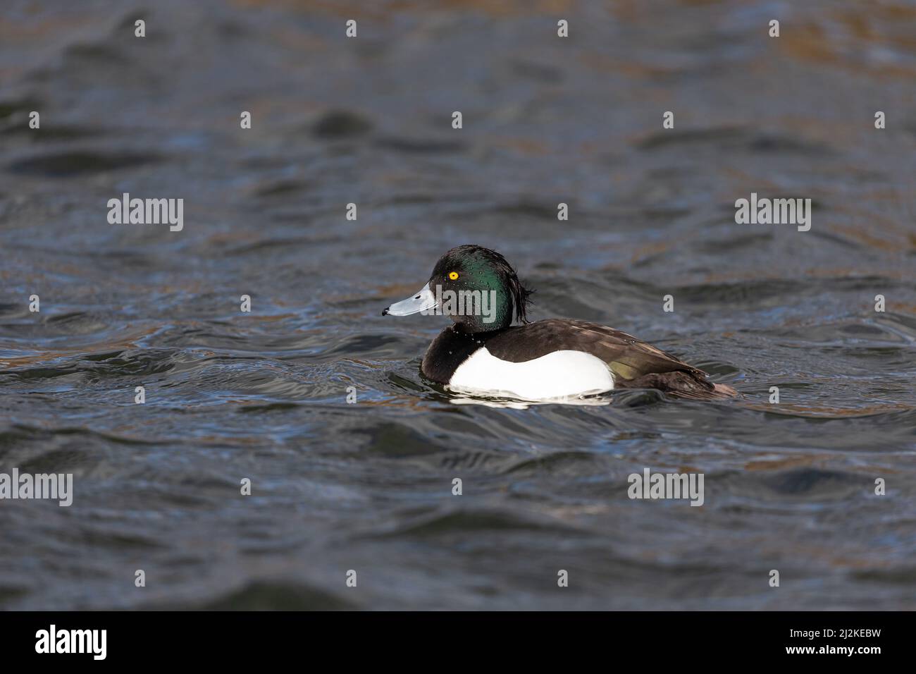 Schwimmende männliche Tufted Duck (Aythya fuligula) an einem See. Stockfoto