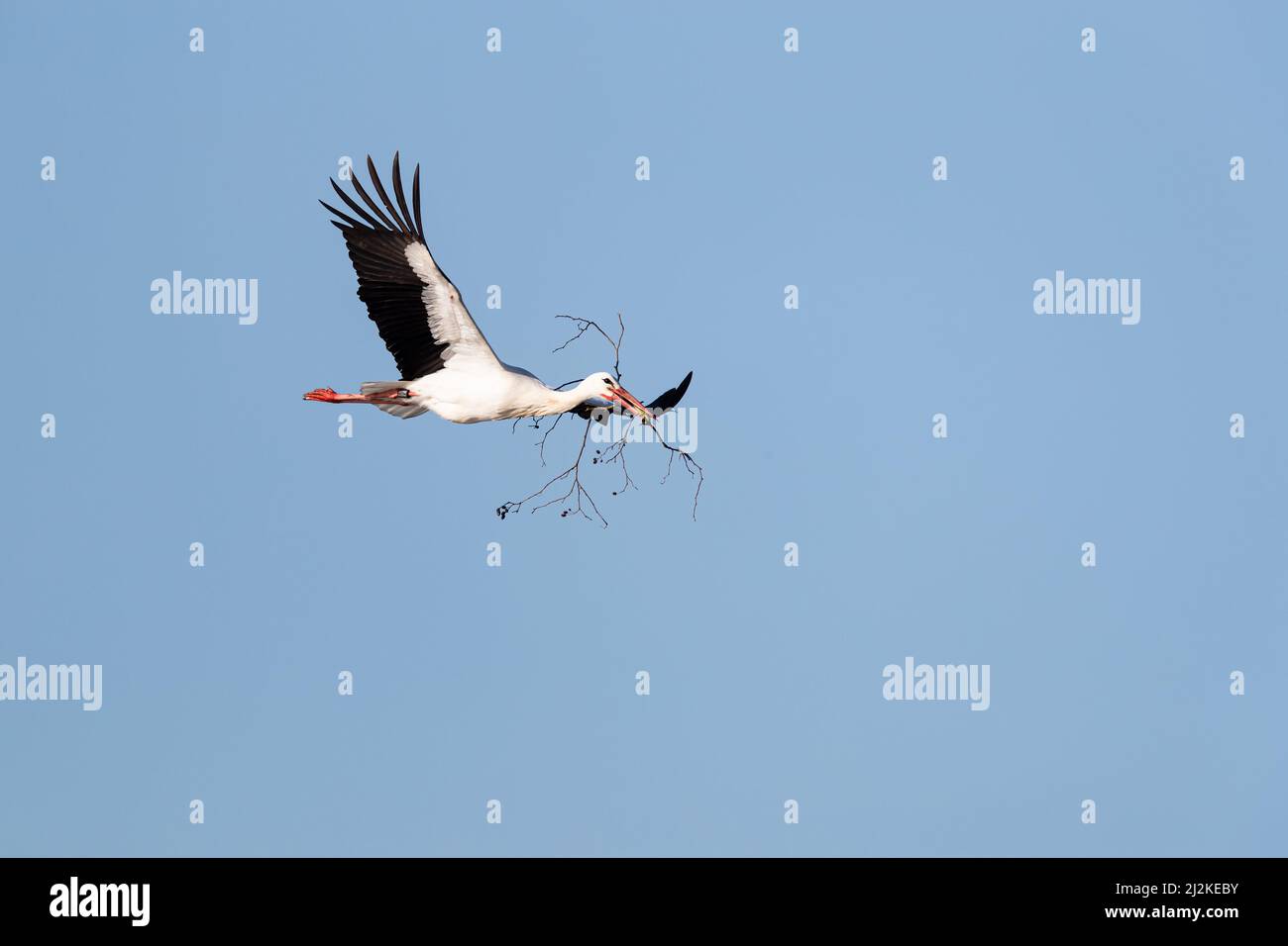 Ein erwachsener Weißstorch (Ciconia ciconia) fliegt mit Nistmaterial zu seinem Horst Stockfoto Ein erwachsener Weißstorch (Ciconia ciconia) fliegt mit Nistmaterial zu seinem Horst Stockfoto