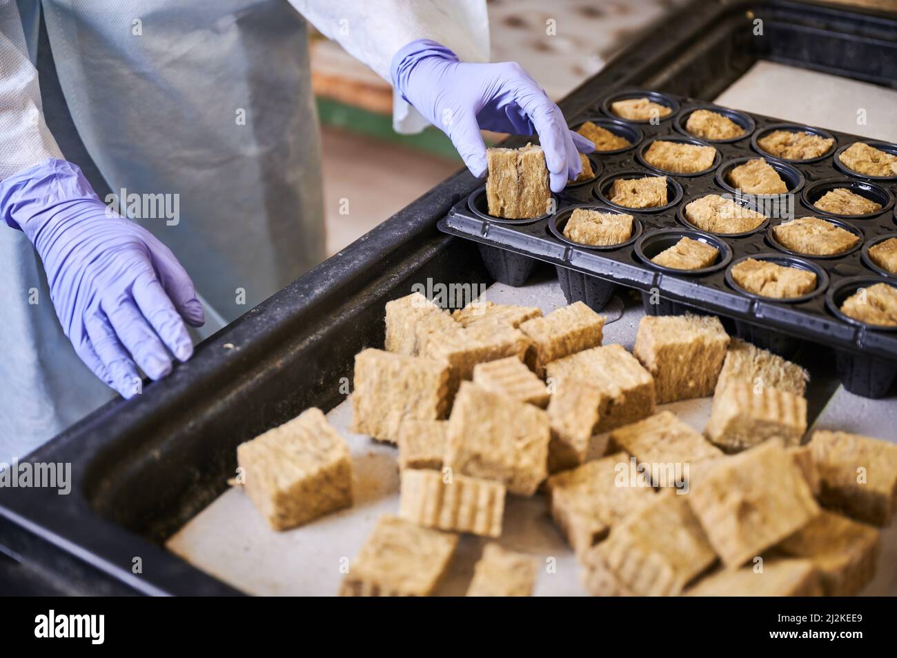 Nahaufnahme der Hände der Frau, die den Startstopfen für das Pflanzen hält. Gärtnerin, die den Schwammstopfen in das modulare Tablett im Gewächshaus steckt. Stockfoto