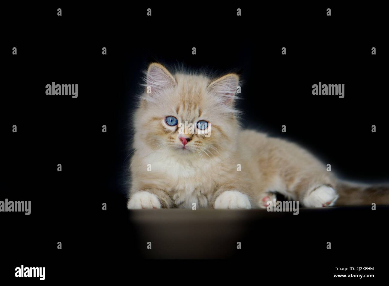 Neva Masquarade Kätzchen auf schwarzem Hintergrund Stockfoto