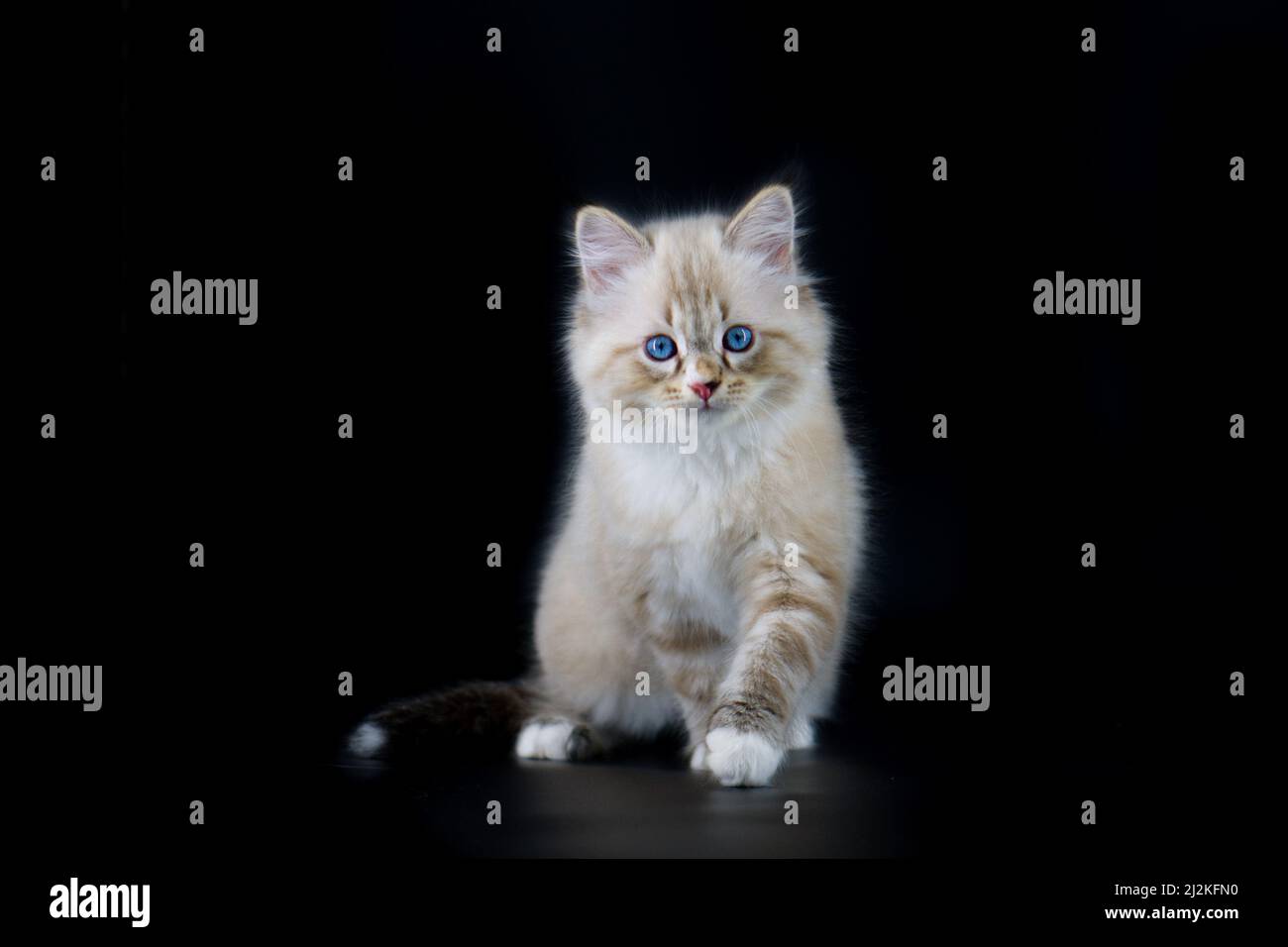 Neva Masquarade Kätzchen auf schwarzem Hintergrund Stockfoto