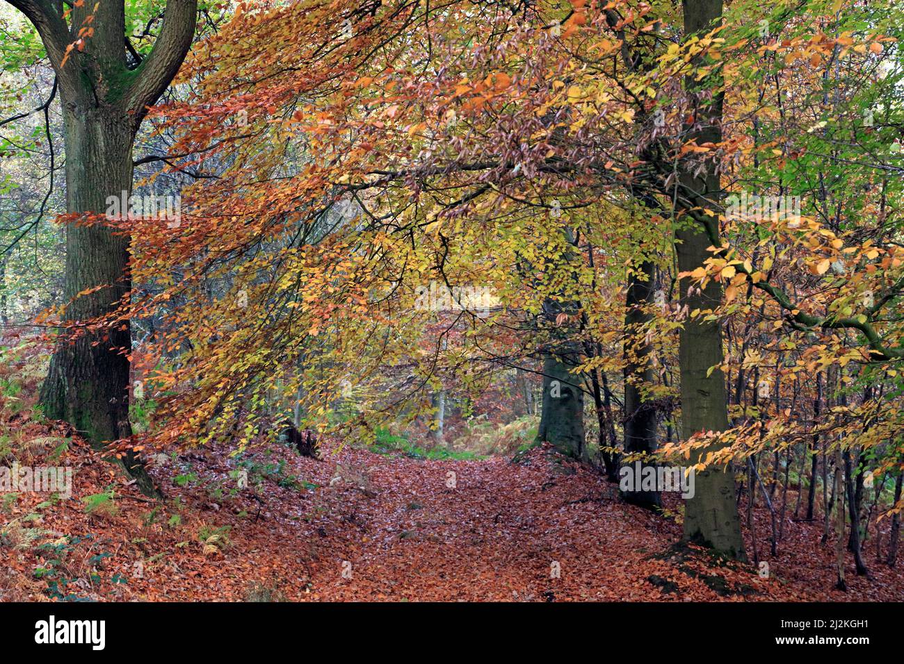 Herbstlicher Laubwald mit vielen Buchenbäumen in den wunderschönen Wäldern und Wäldern von Cannock Chase ein Gebiet von außergewöhnlicher natürlicher Schönheit, Stockfoto