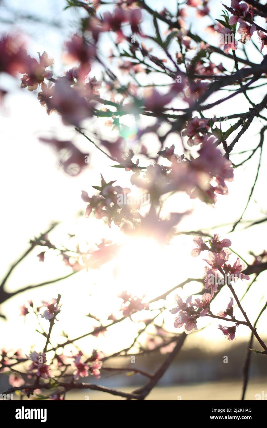 Pfirsichblüten, die von der untergehenden Sonne beleuchtet werden Stockfoto