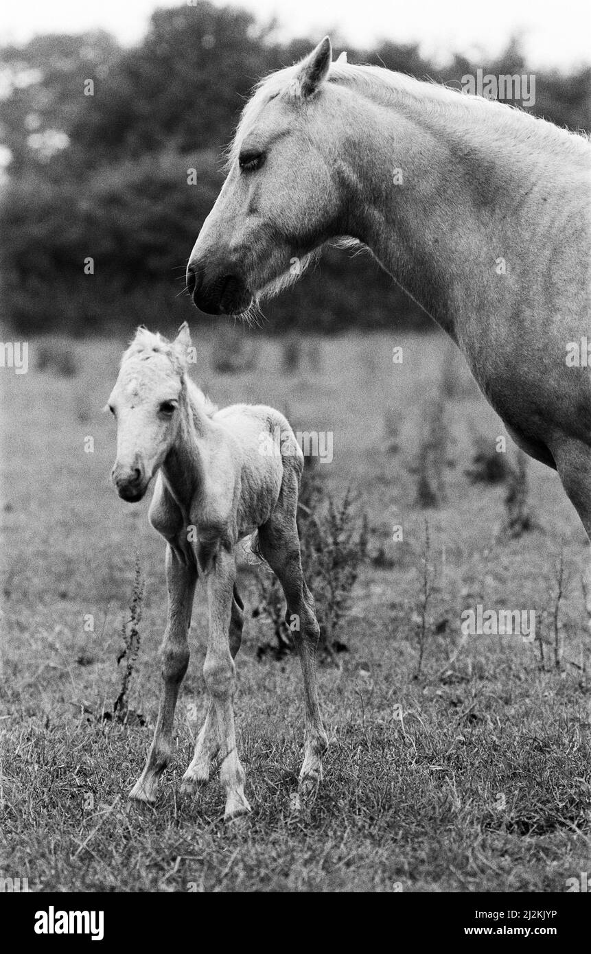Honey Bee, das Pferd mit ihrem Fohlen, das nur eine Stunde alt ist. Honey Bee wurde von der Horse and Pony Rescue Association in West Heath gerettet, nachdem ihr früherer Besitzer sie an die Metzger verkaufen wollte und die Rescue Association die einzige andere Alternative war. 22.. Juli 1987 Stockfoto