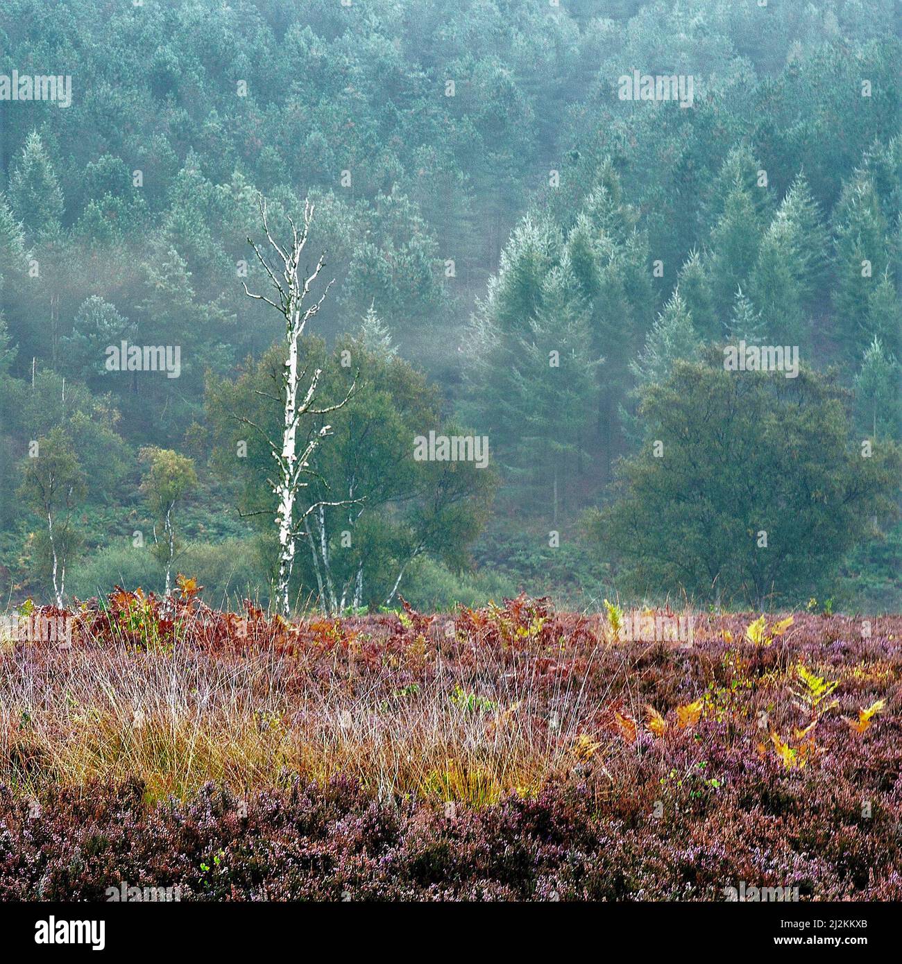 Nebligen Morgen in Sherbrooke Tal Spätsommer Frühherbst auf Cannock Chase Bereich der hervorragenden natürlichen Schönheit Staffordshire Stockfoto