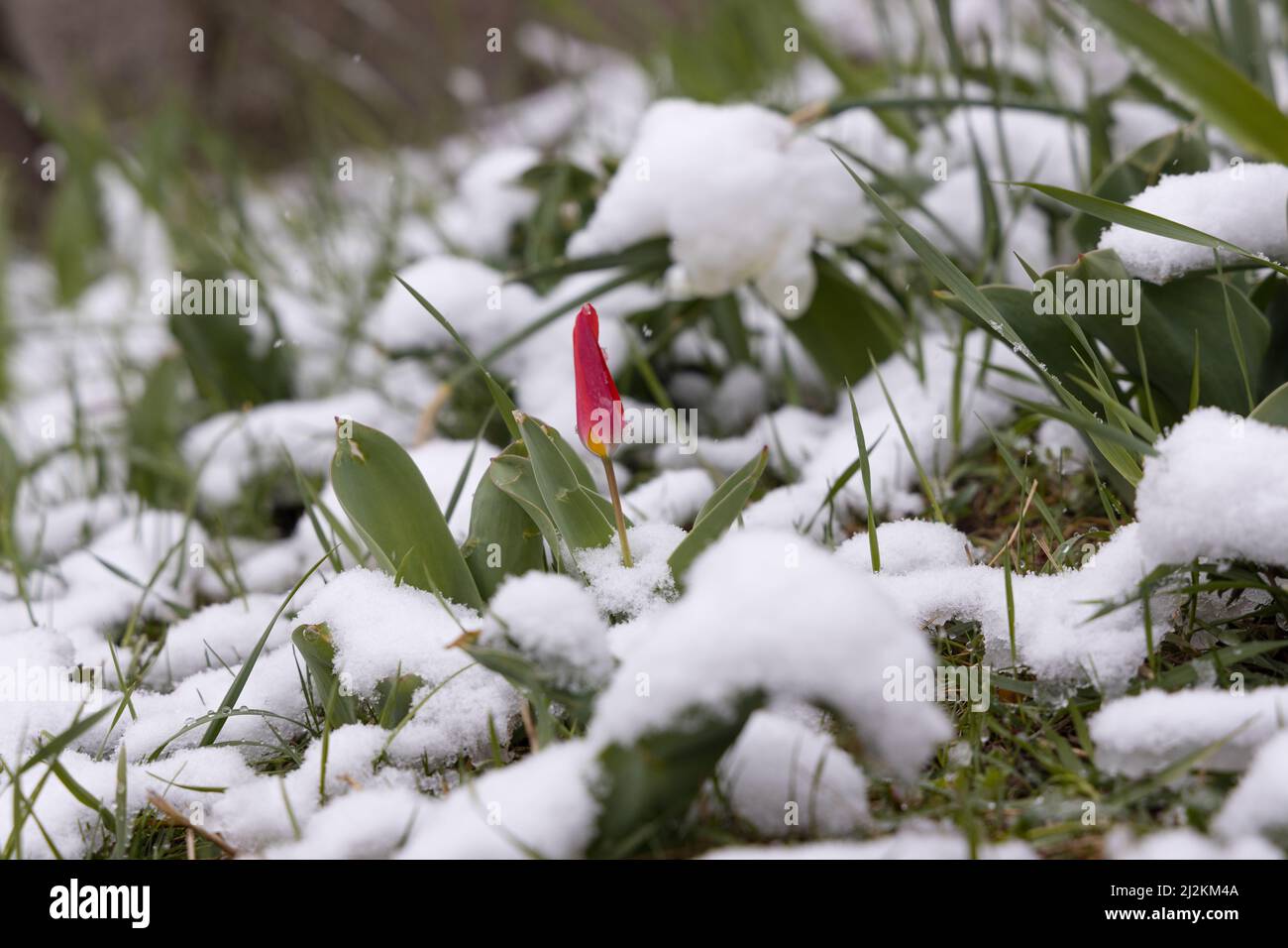 Regensburg, Deutschland - 02.. April 2022: Blumen im Schnee. Hochwertige Fotos Stockfoto