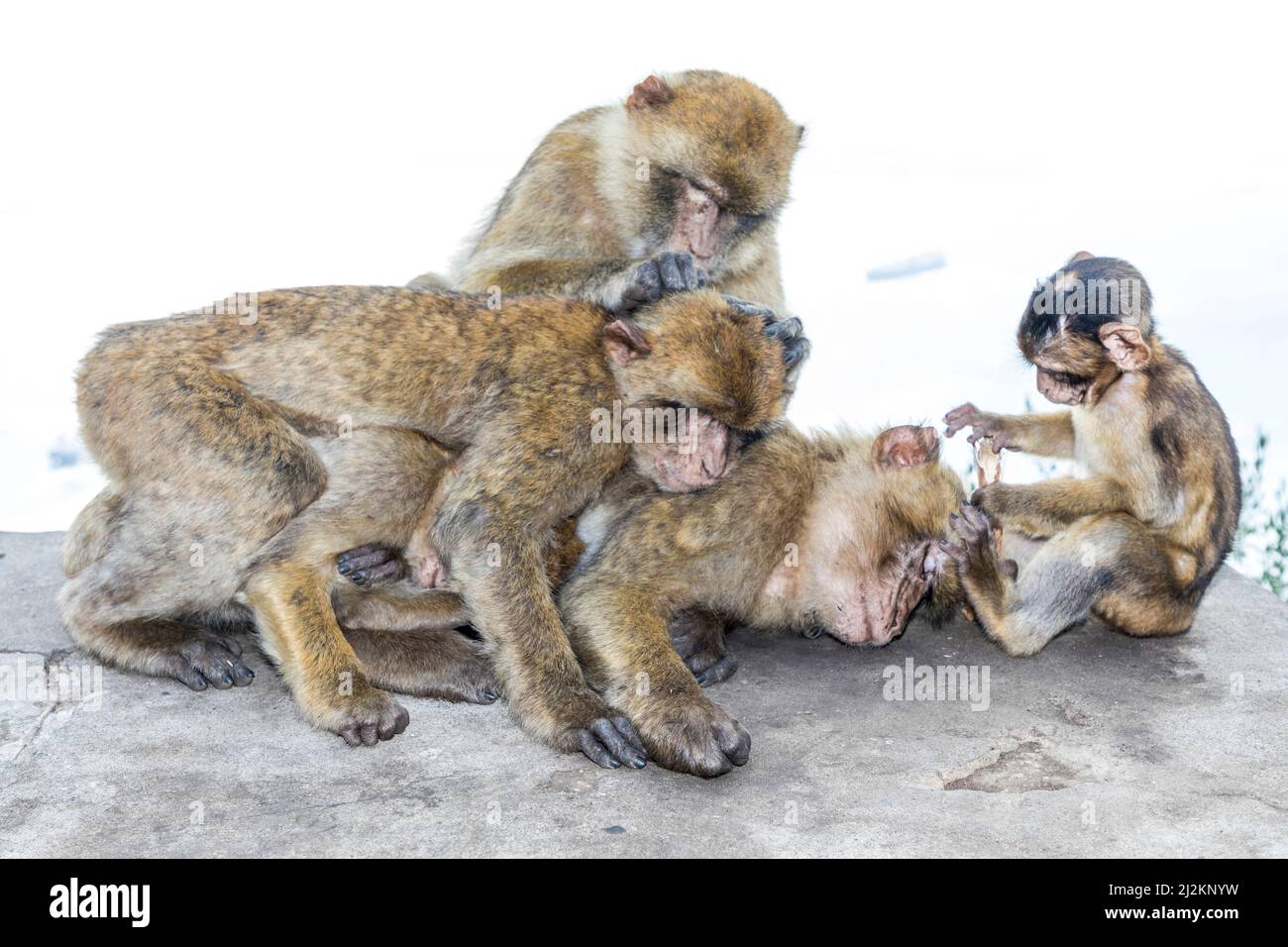 Makaken- oder Felsenaffen, Macaca sylvanus, Gibraltar Stockfoto