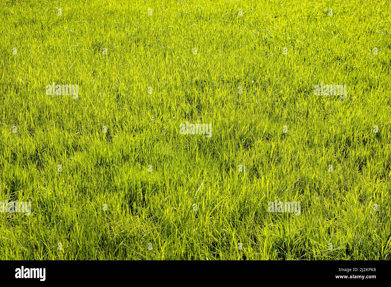 Grünes Gras Textur für Hintergrund. Grünes Rasenmuster und Hintergrundstruktur. Nahaufnahme. Stockfoto