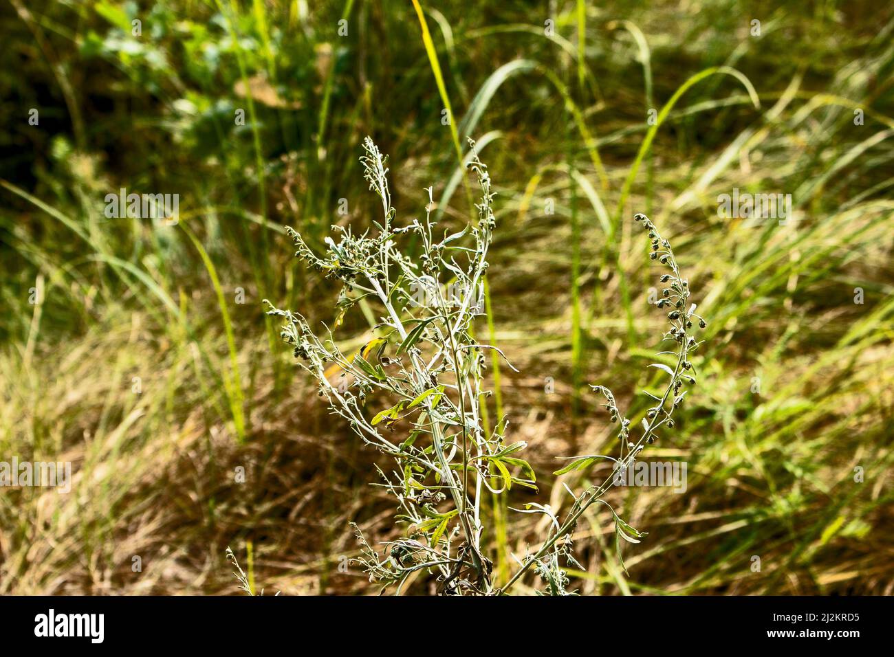 Nahaufnahme von frisch wachsenden süßen Wermut (Artemisia Annua, süße annie, einjähriges Beifuß) Gräsern auf dem Wildfeld, Artemisinin-Heilpflanze, natürlich Stockfoto